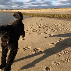 Meet your Posher, Maya